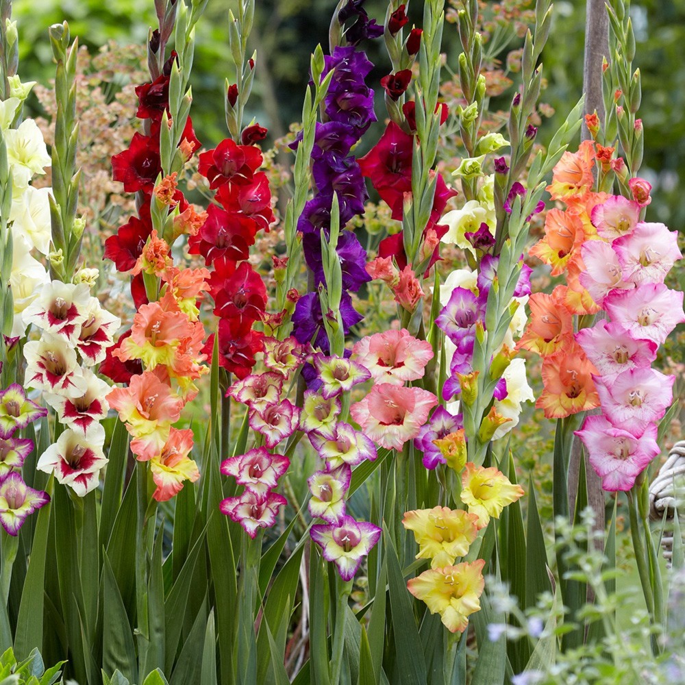 10 Giant Gladiolus Mixed color Collection Bulbs/Corms **Spring Planting