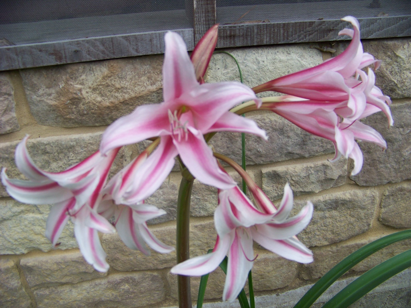 4 Crinum Lily Bulbs