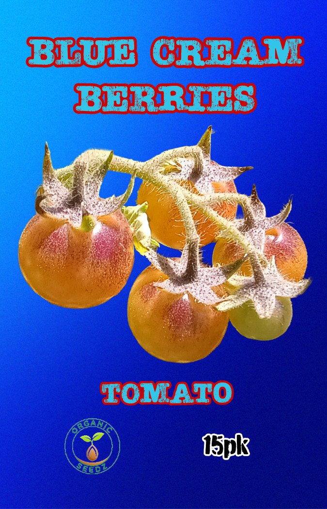 Blue Cream Tomatoe Seeds 15pk. ORGANIC VARIETY