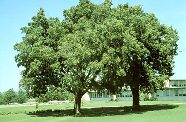 Hackberry, Celtis occidentalis, Tree Seeds (Fast, Hardy, Fall Color, Edible)
