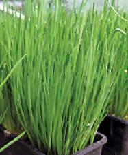 Chives Nelly 250 seeds
