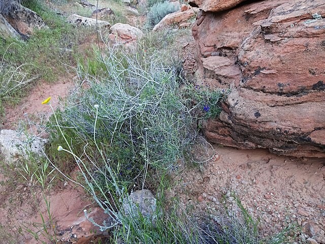 Dalea fremontii | Fremont’s Dalea | 5 Seeds