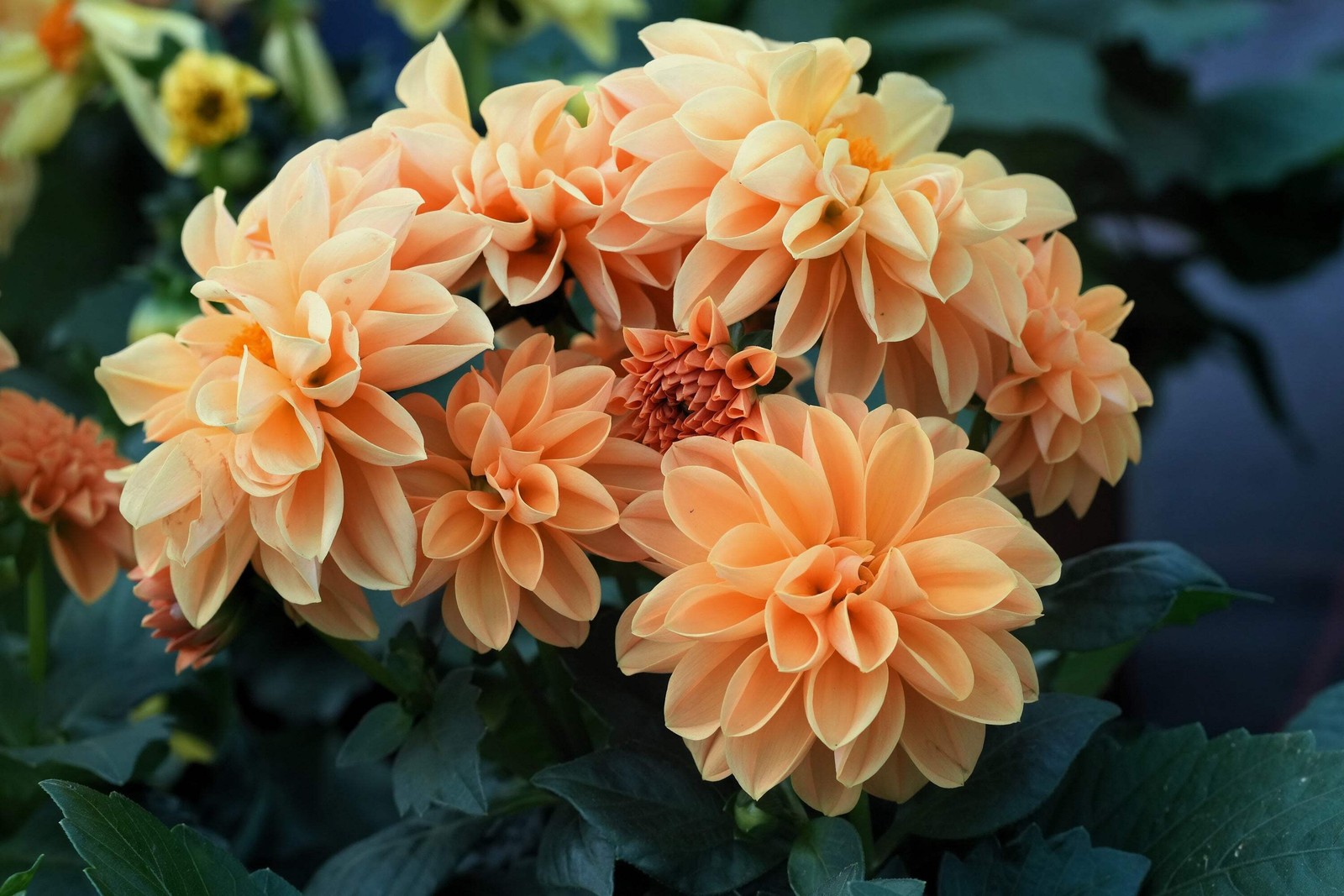 20 Dwarf Mixed Colors REDSKIN DAHLIA Variabilis Red Skin Bicolor Flower Seeds