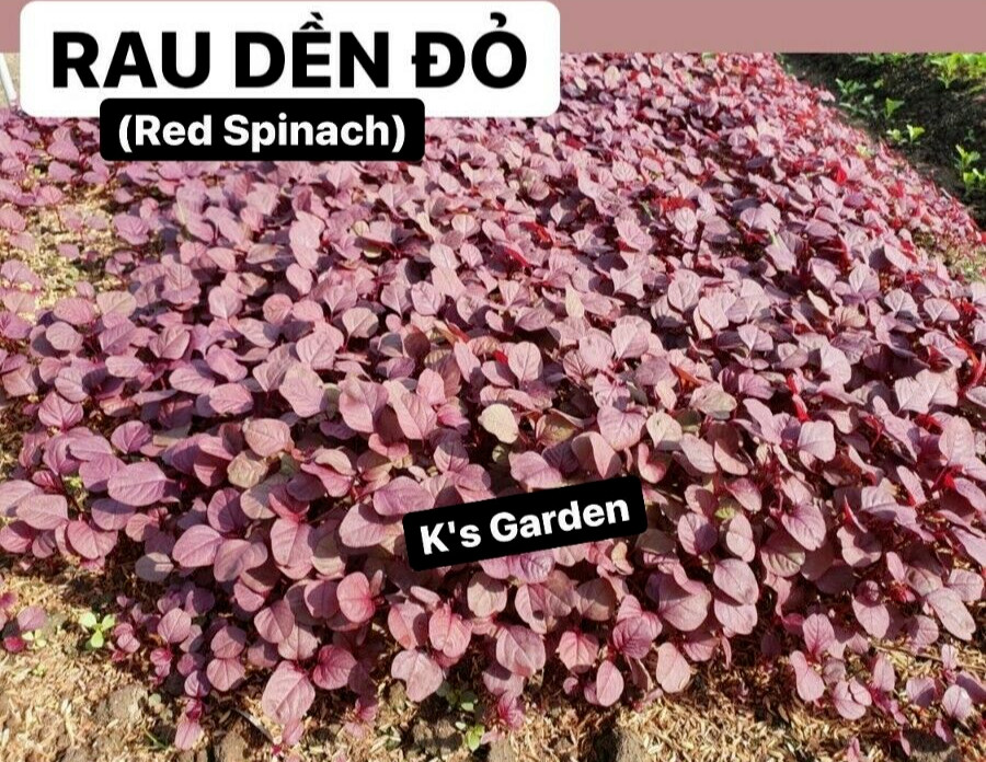2000+PCS RED SPINACH/ RED AMARANTH SEEDS/ RAU DỀN ĐỎ | 90% GERMINATION |