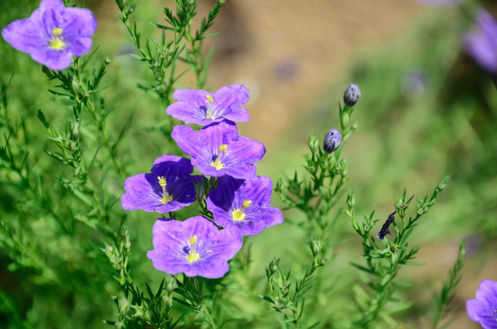 250 PURPLE ROBE CUP FLOWER Nierembergia Hippomanica Caerulea Seeds *Combined S/H