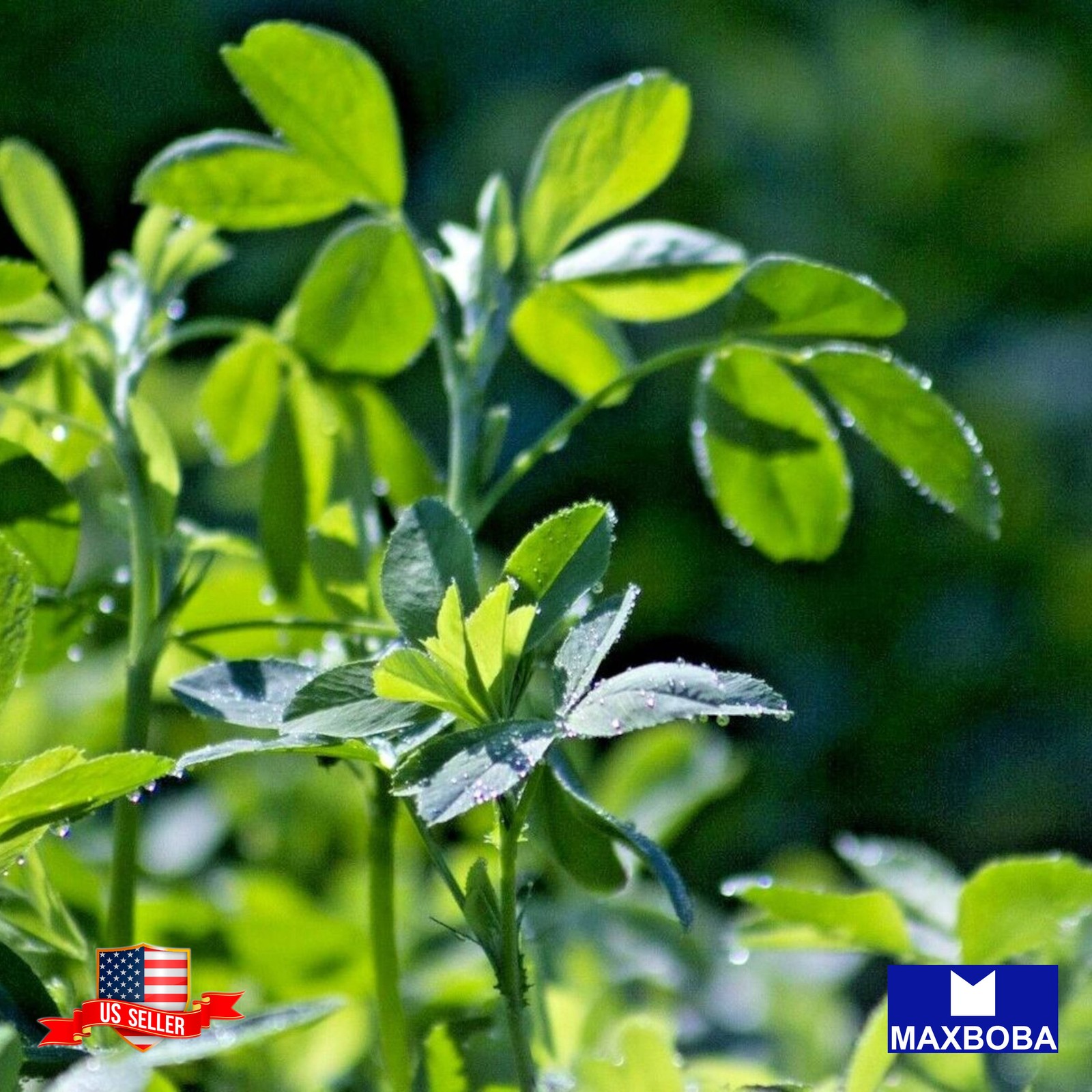 500 Cover Crop Alfalfa Seeds Non-GMO Heirloom