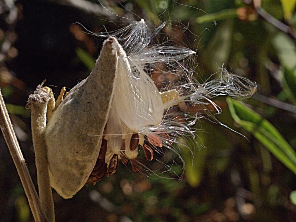 50x Asclepias speciosa (showy Milkweed) Seeds