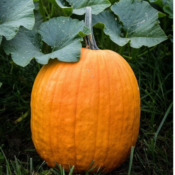 Connecticut Field Pumpkin Seeds, 25+ Seeds Non-GMO ~ Heirloom.