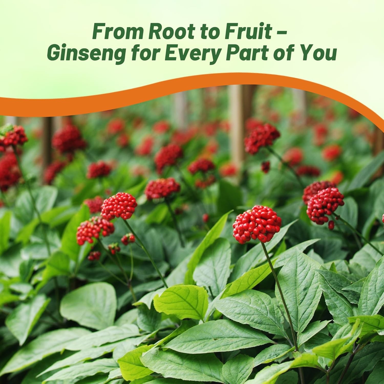 20 Seeds Panax Ginseng Herb Seeds – Medicinal Plants