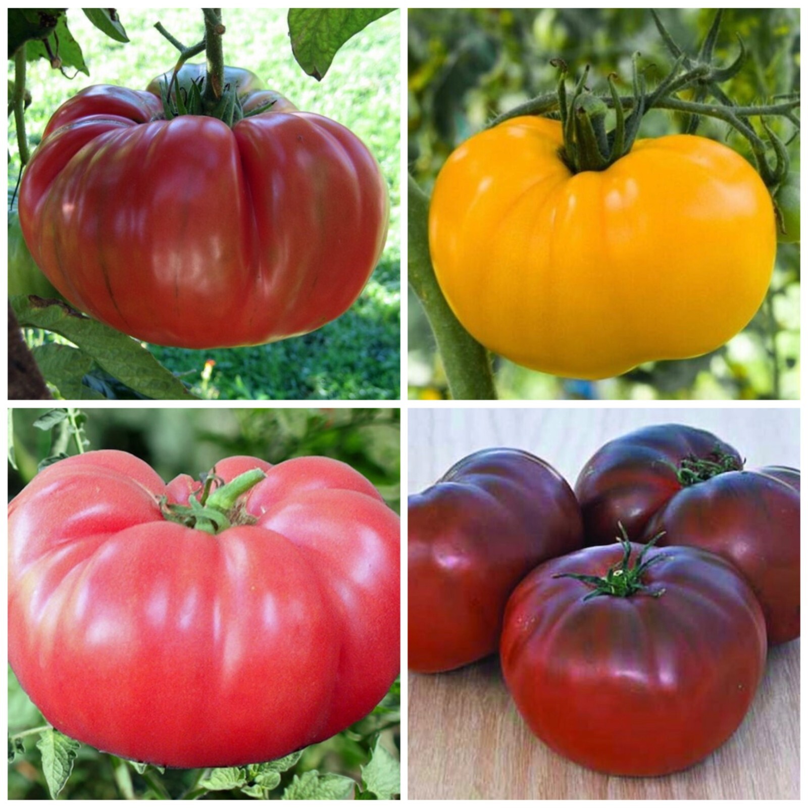 Brandywine Tomato Mix | Heirloom | Organic