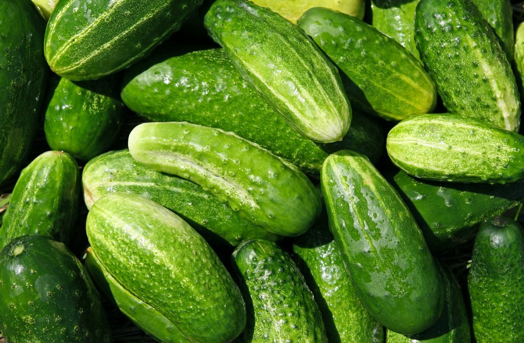 Marketmore Cucumber Seeds 50+ Vegetable Garden Heirloom NON-GMO FREE SHIPPING