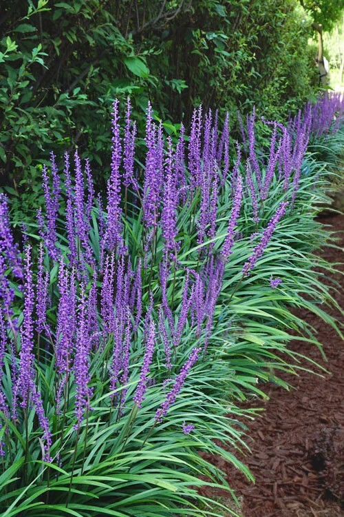 10 LILYTURF Flower Seeds Liriope Muscari Big Blue Lily Turf Clean Seed From 2024