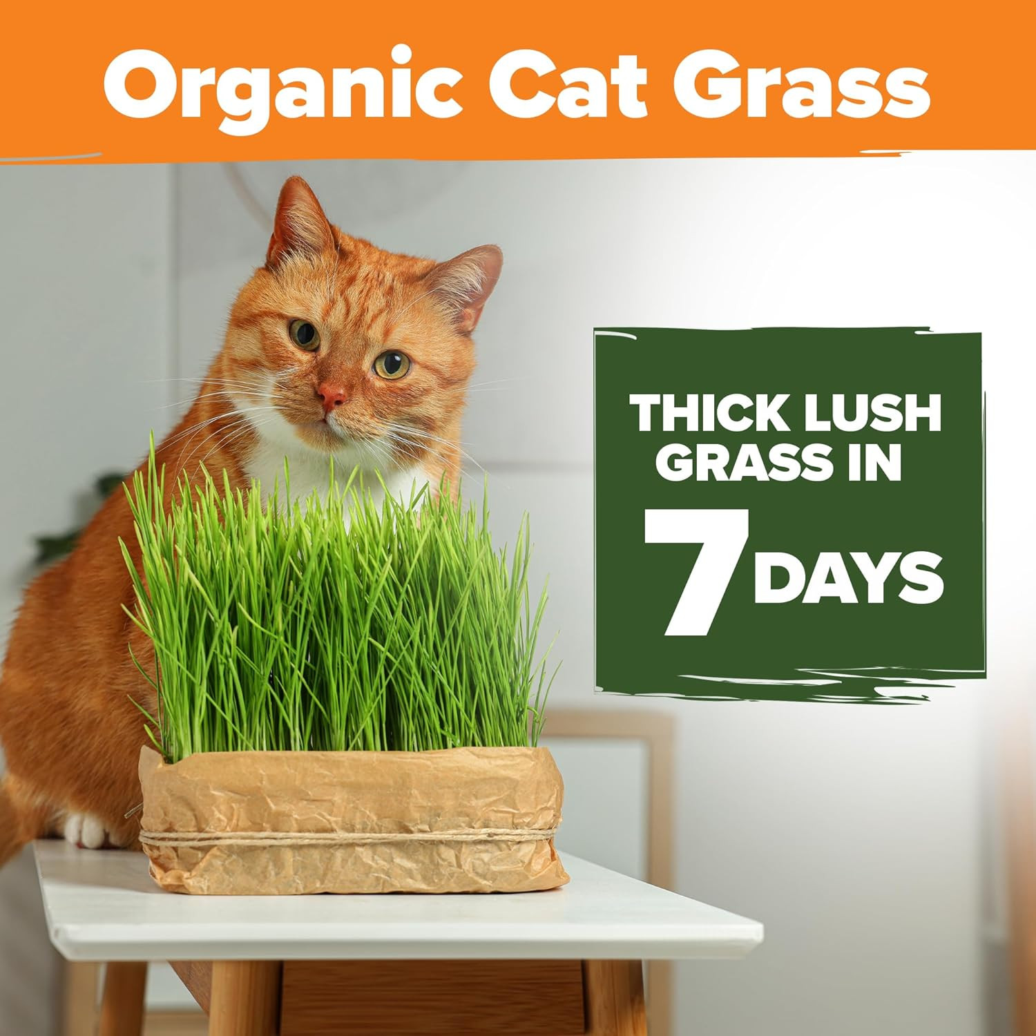 Organic Cat-Grass Seed Mix (Oat & Barley) – 4 Oz – Easy Indoor Planter
