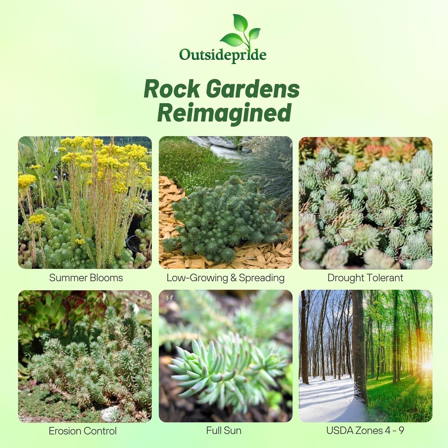 100 Seeds Drought Tolerant Sedum Oracle Groundcover Plant Seeds