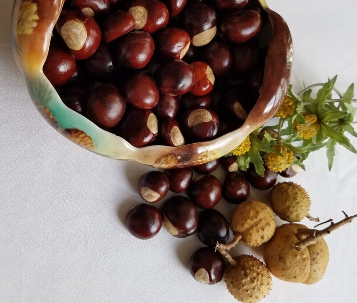 Ohio Buckeye Seed/ Fresh Buckeye Nuts/ Natural Buckeye Nut – 100 pcs