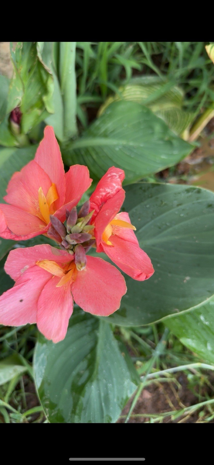 Pink And Yellow Gorgeous Tropical Canna Lilly Rare (one) Rhizome