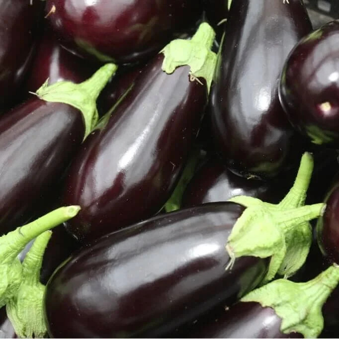 Eggplant Black Beauty 25 Seeds Culinary Garden Vegetable