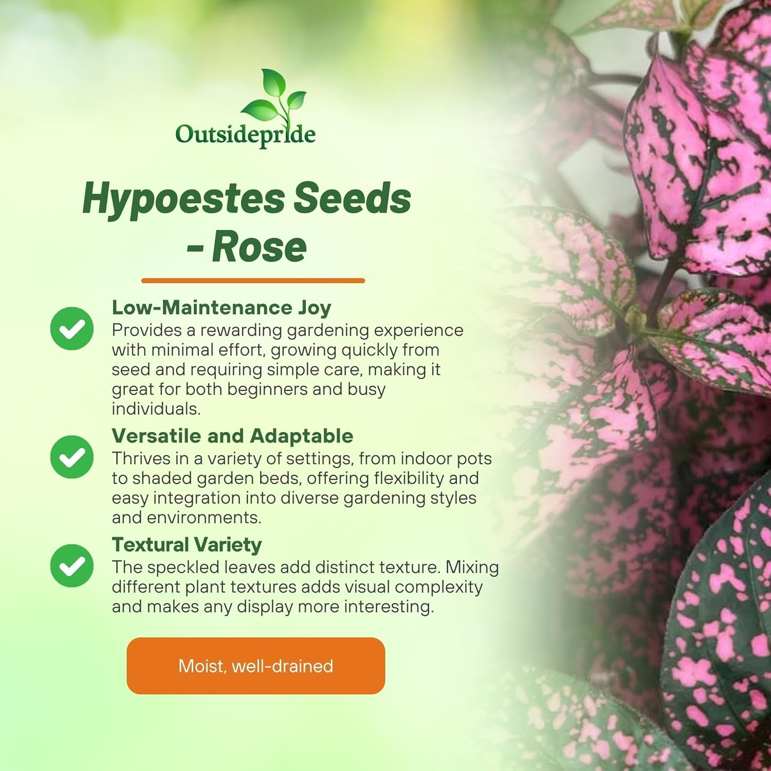 100 Seeds Hypoestes Rose – Buy Seeds For Hypoestes Online