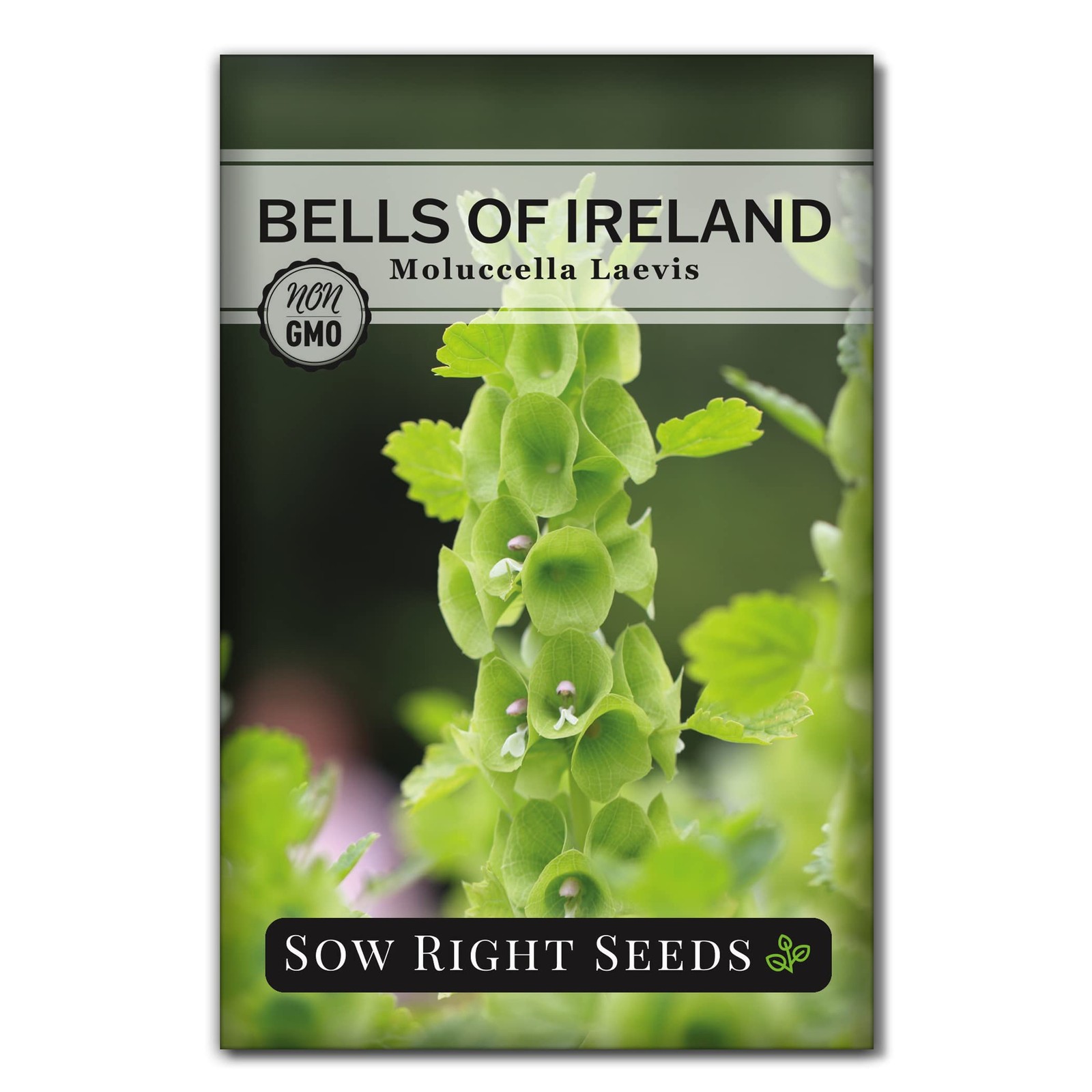 Sow Right Seeds – Bells of Ireland Flower for Planting – Unique green