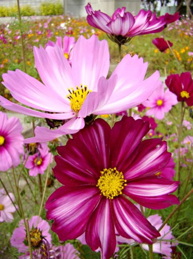 Pink Candy Striped Cosmos Seeds | Red White Paper Daisy Cosmo Flowers Seed 2024