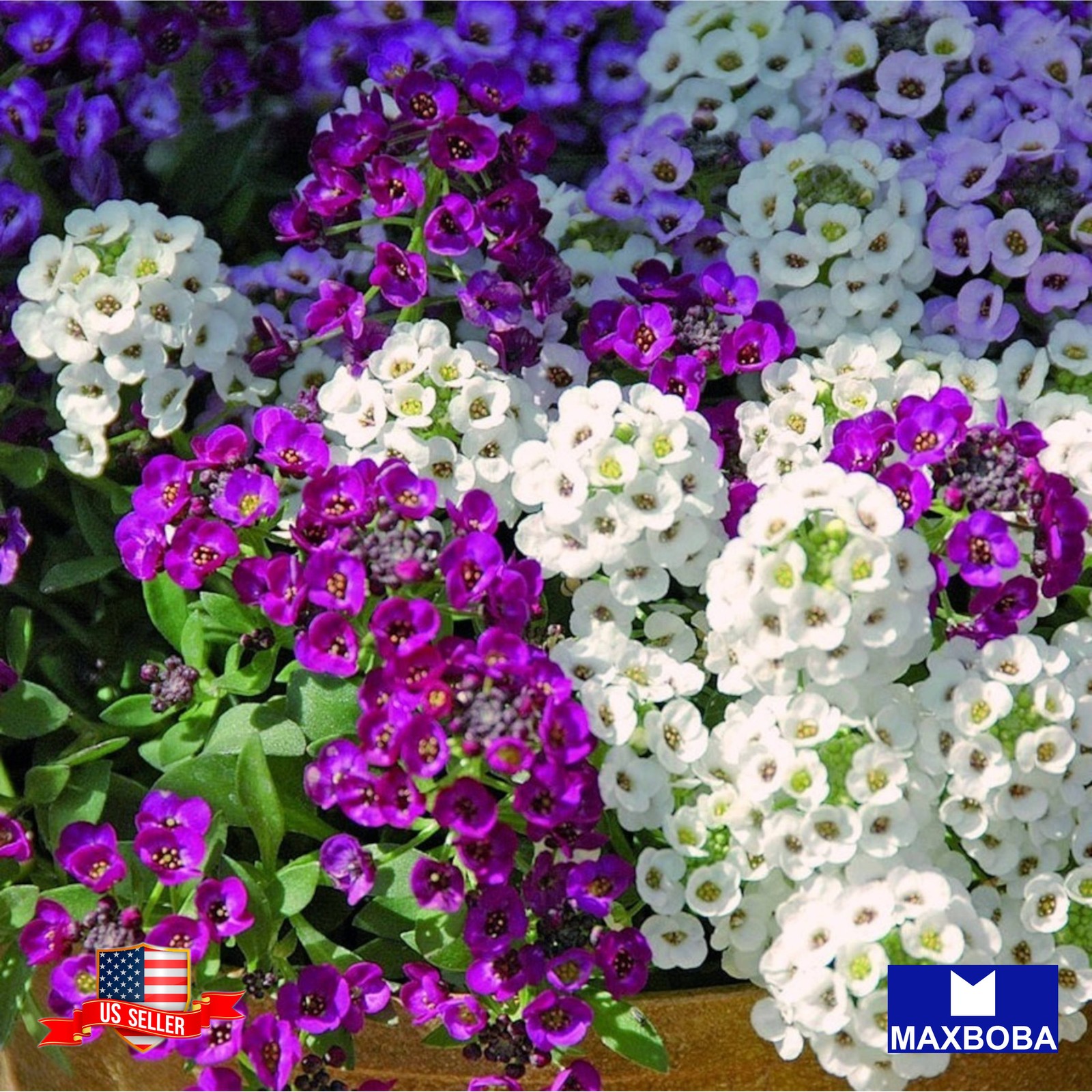 240 Alyssum Seeds Wonderland Series Non-GMO BOGO 50% OFF