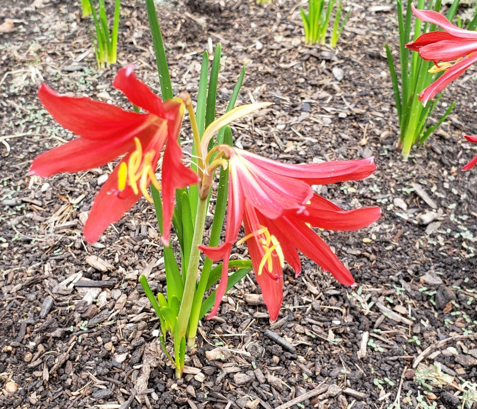 Oxblood Lily Bulbs Lilies Rain Schoolhouse Hurricane Rhodophiala bifida-17 bulbs