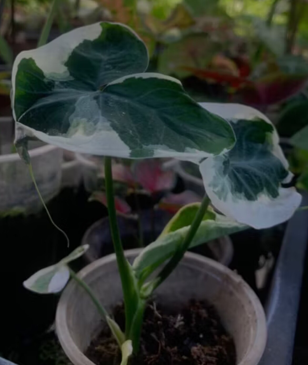 AUTHENTIC Colocasia Mickey Mouse 1 bulbs