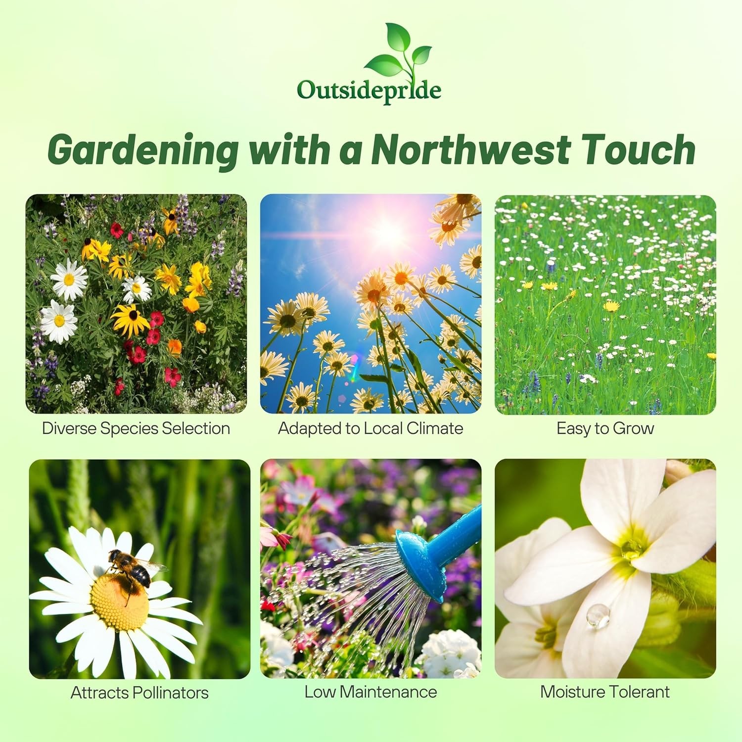 1 LB Pacific Northwest wildflower seed mix from Outsidepride.