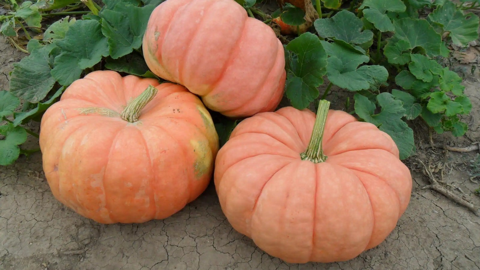 25+ Indian Doll Pumpkin Seeds for Planting