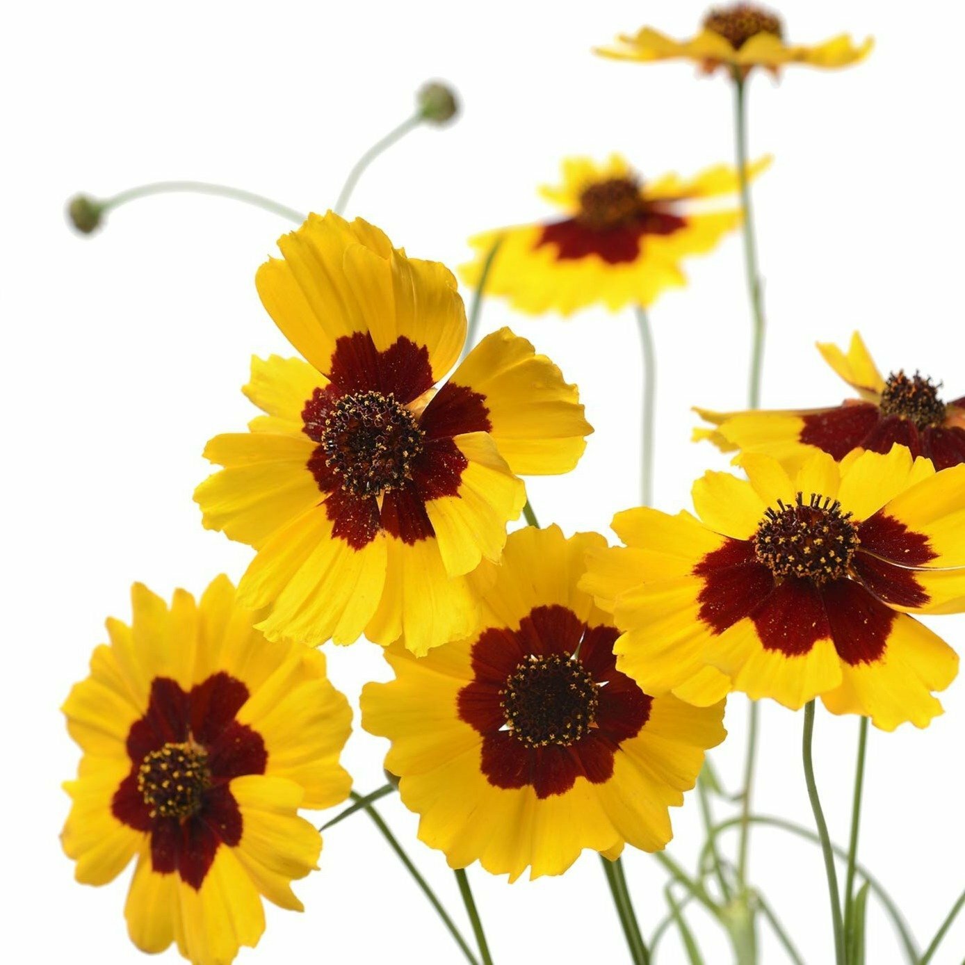 Plains Coreopsis – Coreopsis tinctoria