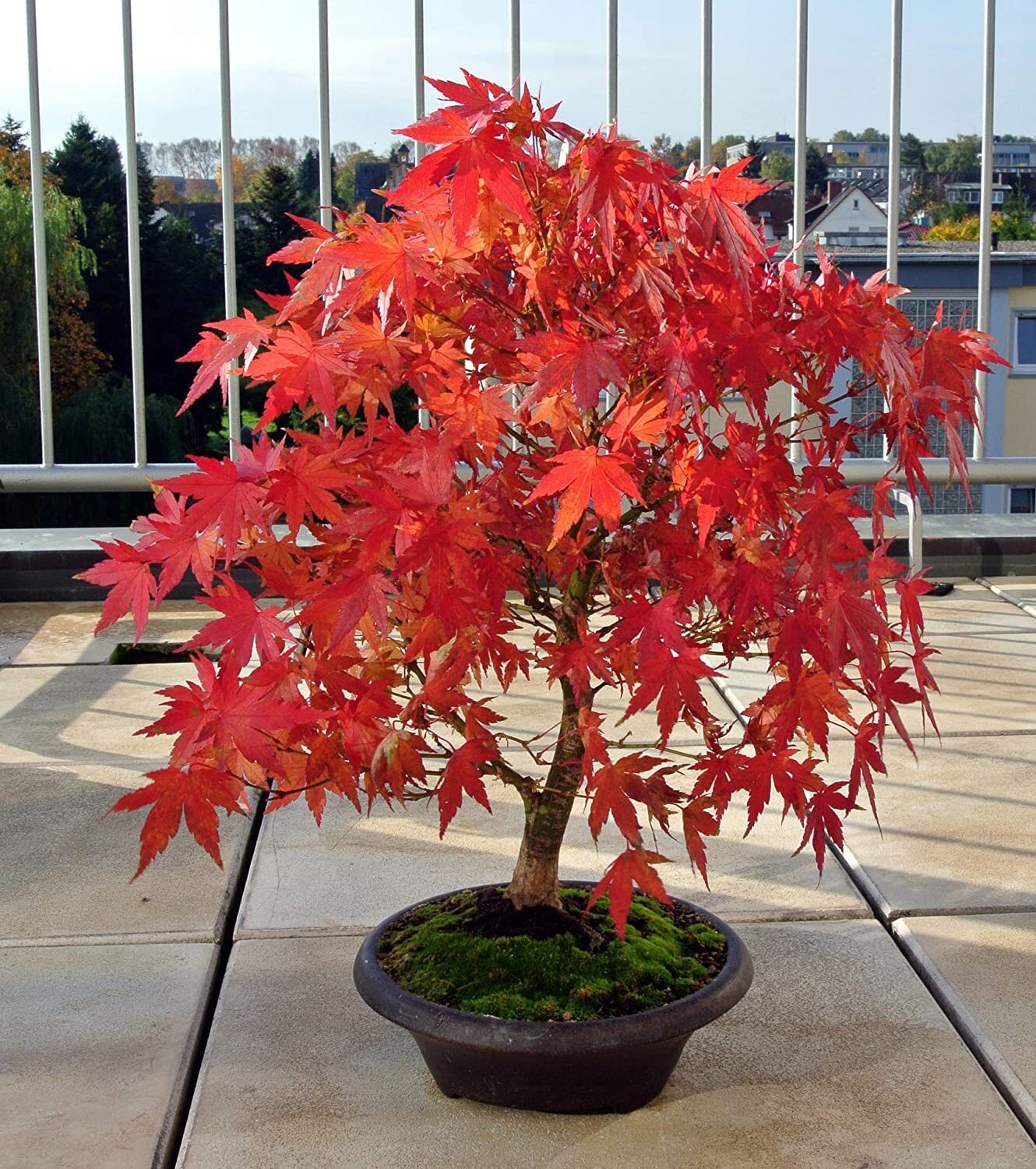 Japanese Red Maple Bonsai Tree Seeds | 30+ Seeds | Highly Prized for Bonsai, Jap
