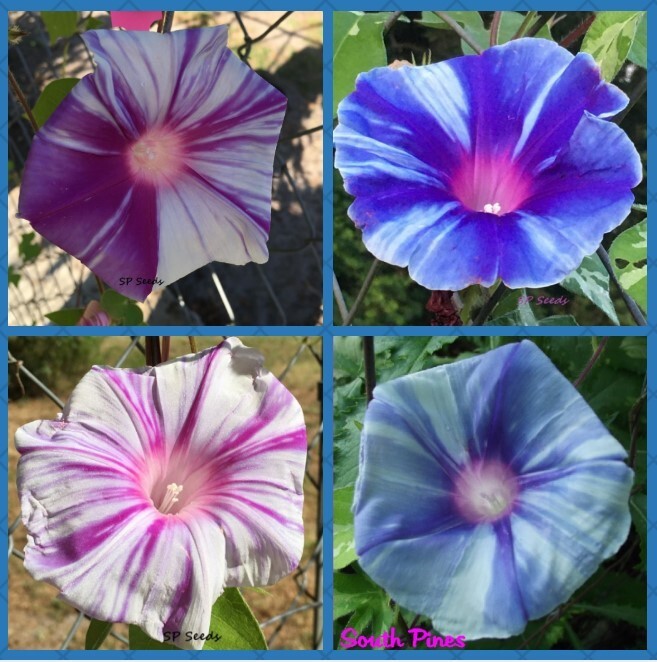 Blizzard Mix – Japanese Morning Glory – ipomoea NIL – 6 seeds blue fuchsia pink