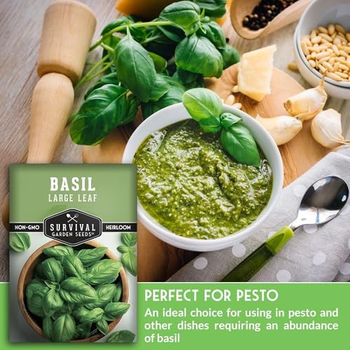 Italian Large Leaf Basil Seeds for Planting – Grow Giant Sweet Basil Leaves 3