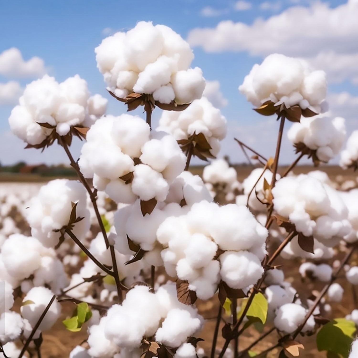 American Cotton Seeds for Planting – Gossypium hirsutum – (50 Seeds)