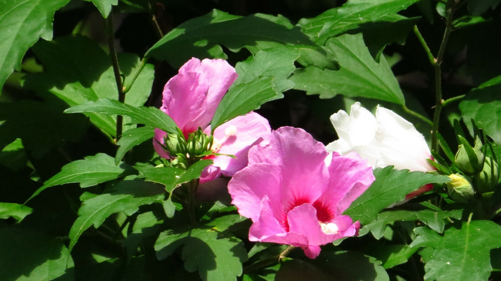 50+ Pink Rose of Sharon Seeds(Hibiscus syriacus/Aphrodite Althea/hardy hibiscus)
