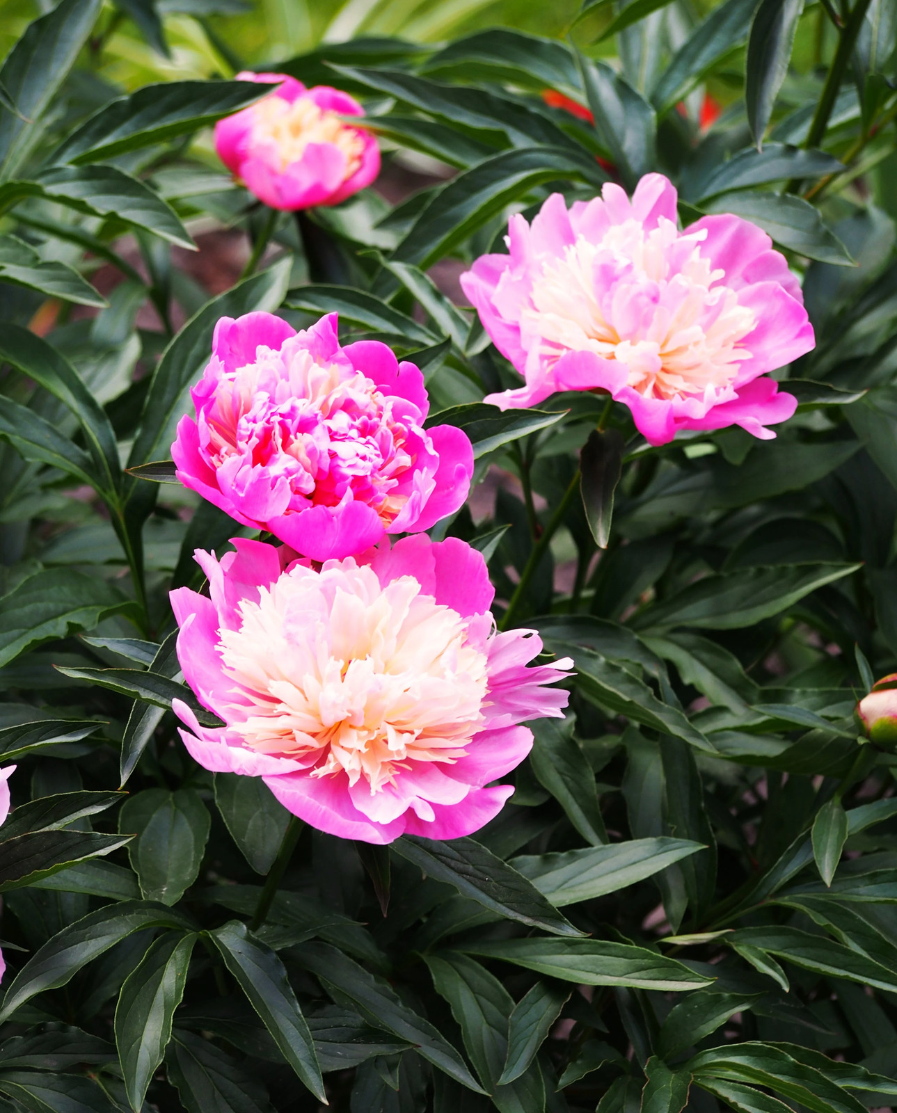 Chinese Peony Seeds – For 2026 Planting Paeonia Lactiflora Mudan Hua Bai Shao
