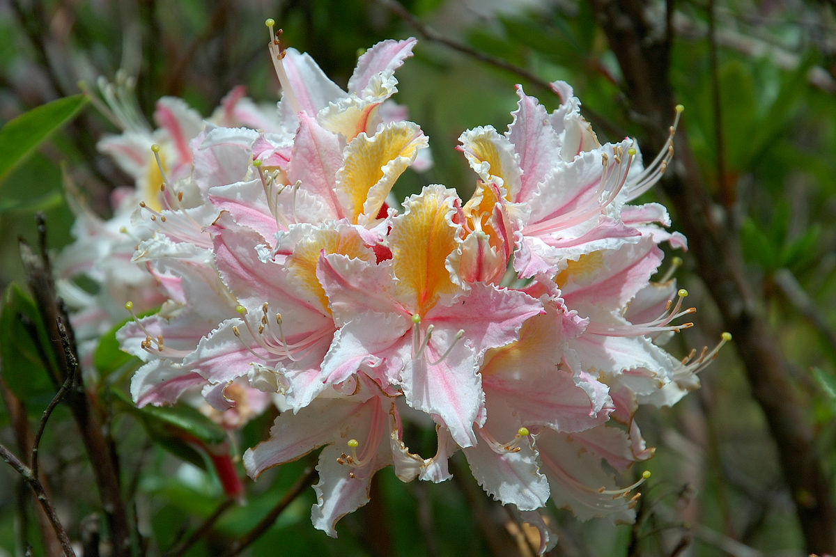 Rhododendron occidentale WESTERN AZALEA Seeds!