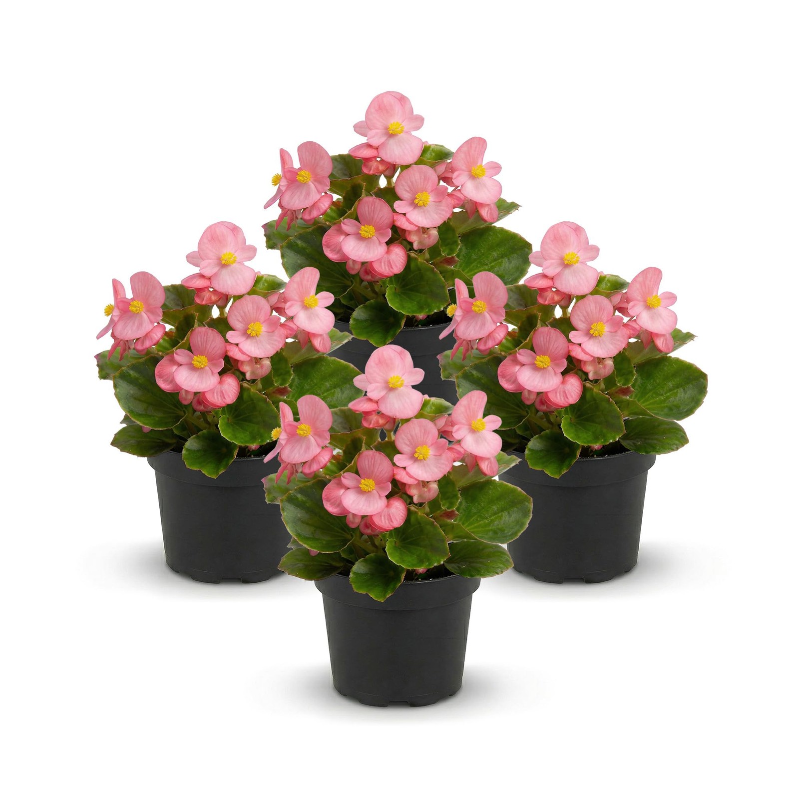 Live Begonia – Green Leaf Ambassador Pink (4 Per Pack), Beautiful Shade Annua…