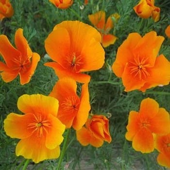 Outsidepride California Poppy Seed – 1/4 LB 0.25 lb., Orange
