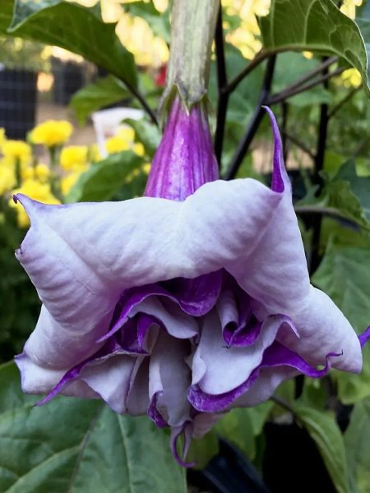 10 Angel Trumpet Brugmansia Seeds Tropical Flower Garden “Double Purple”