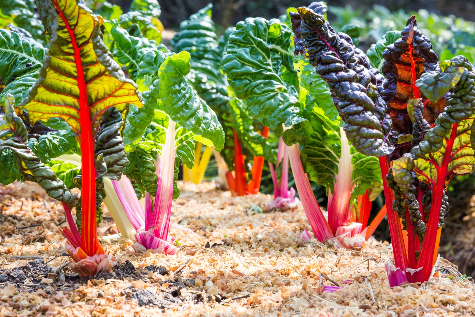 150 Northern Lights Mix SWISS CHARD Perpetual Spinach Beta Vulgaris Greens Seeds