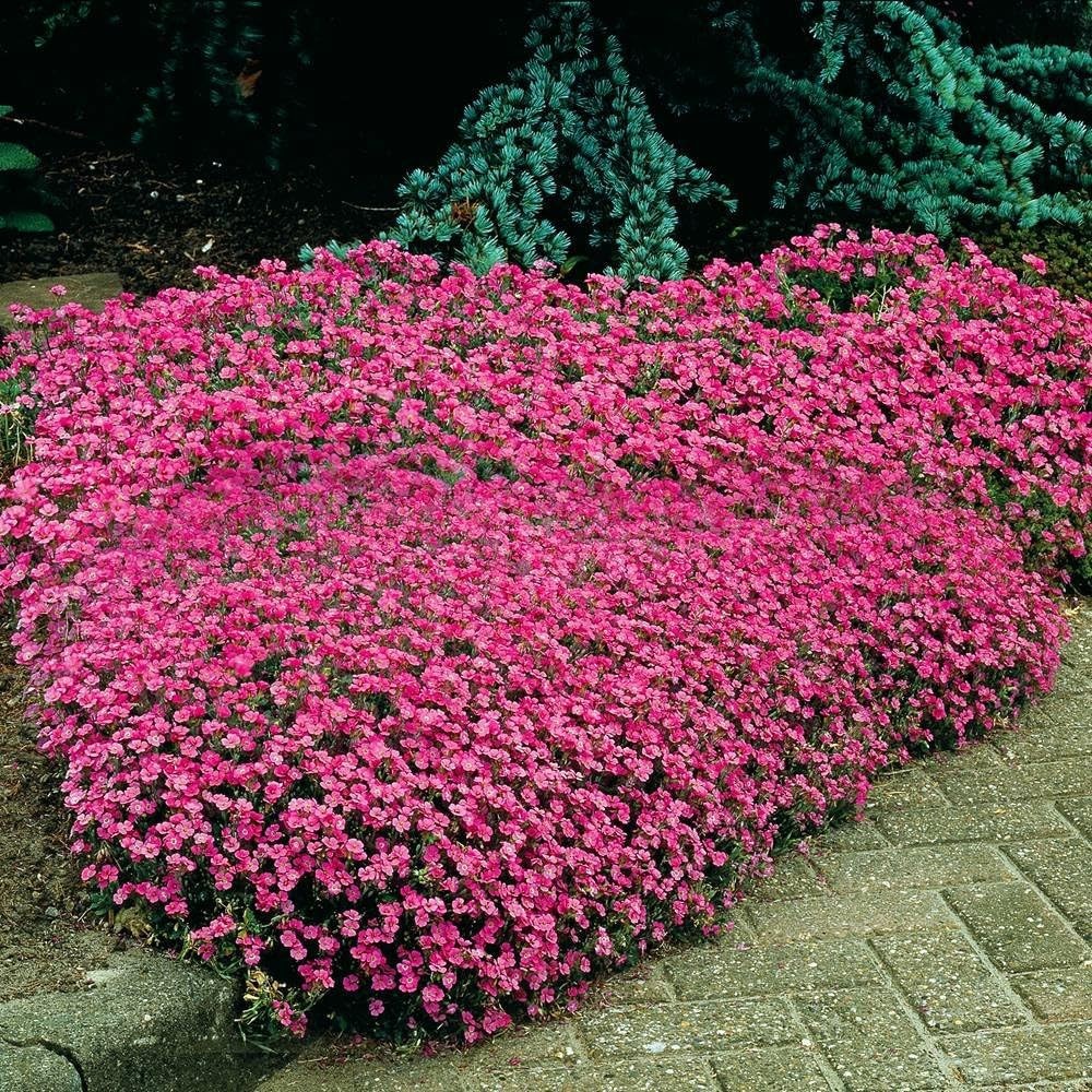 Soapwort Seeds Saponaria ocymoides Free Shipping!