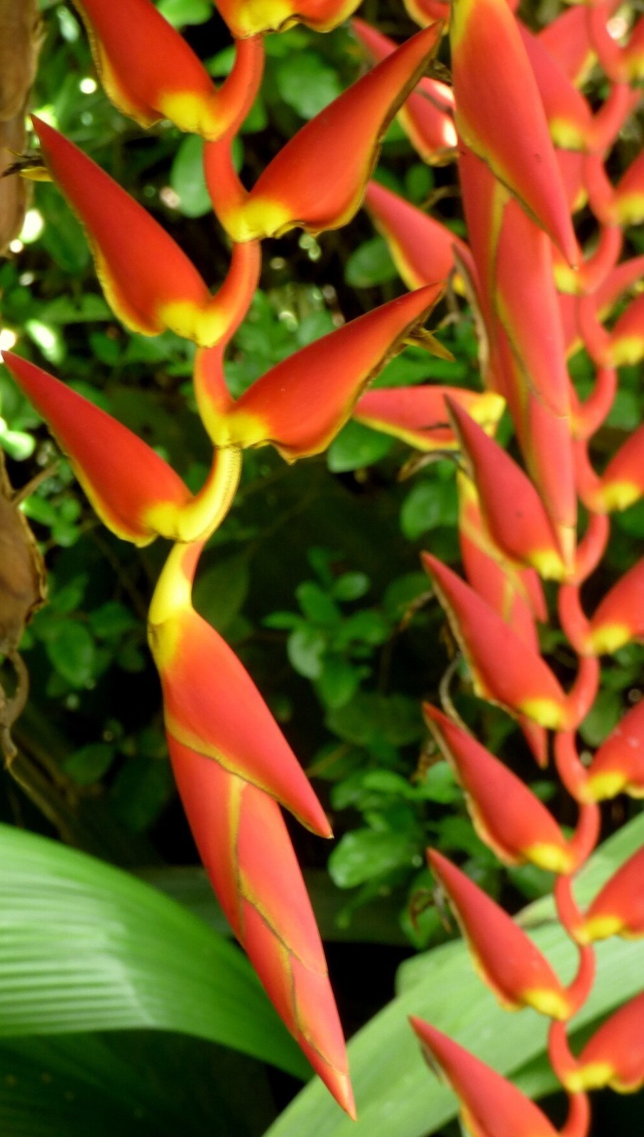 Heliconia carmalae ‘Carma’tropical live rhizome