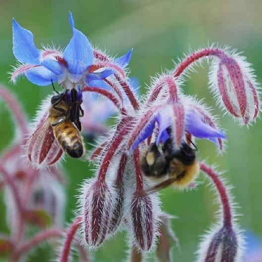 100 Borage Seeds Edible Flowers and Leaves Heirloom Annual Non-GMO