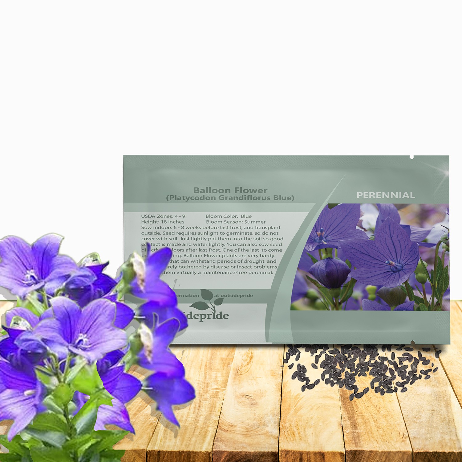 2000 Seeds Ballon Flower Seeds – Platycodon Grandiflora Blue Flower Seed