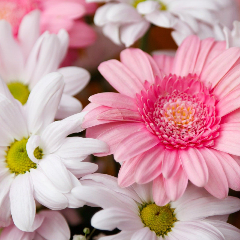 Daisy Seeds 125+ Seeds Daisy Flower, Flower Seeds, Annual Seeds, Garden Seeds