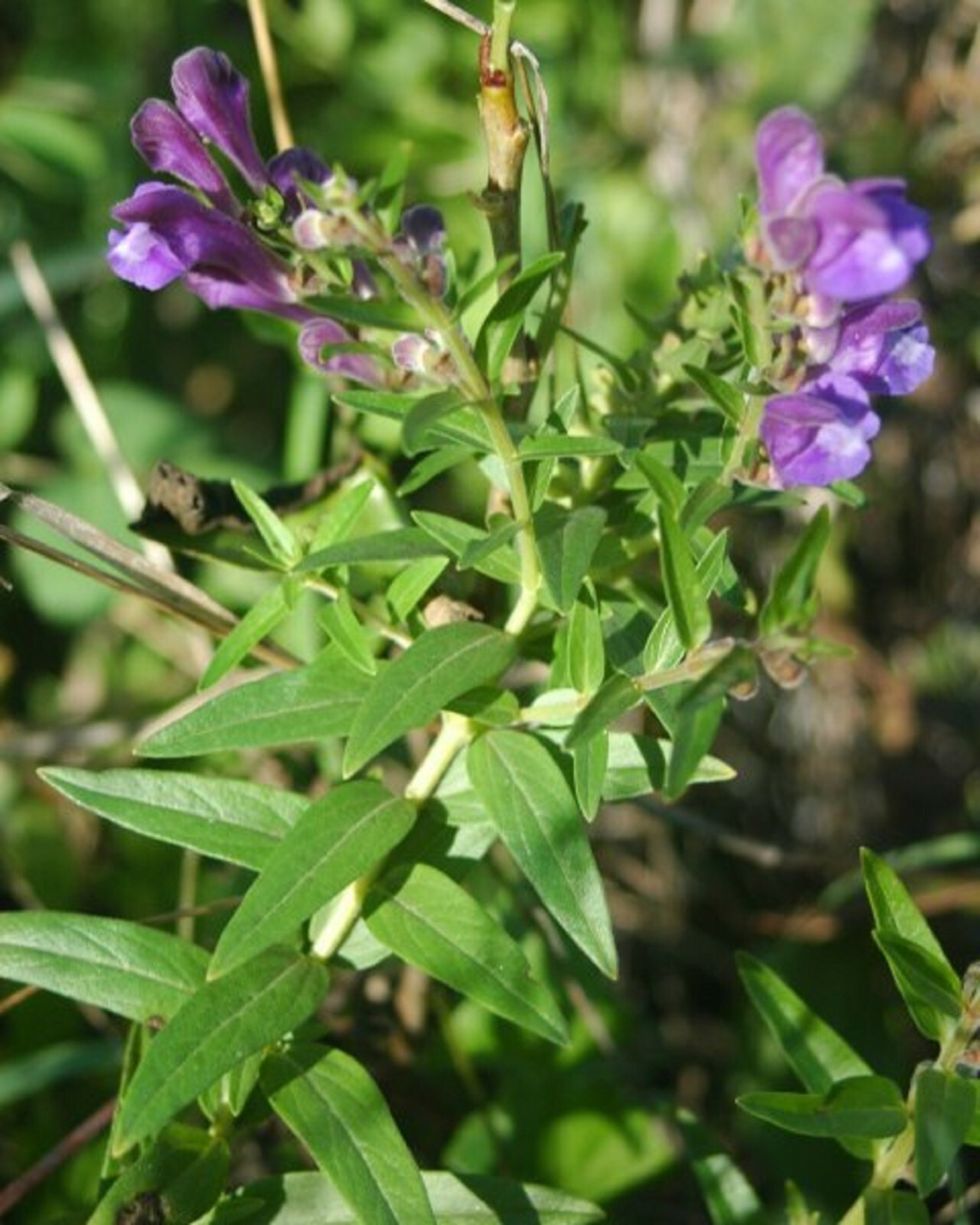 50 Baikal Skullcap Seeds – Scutellaria baicalensis – Perennial Flower Root Herb