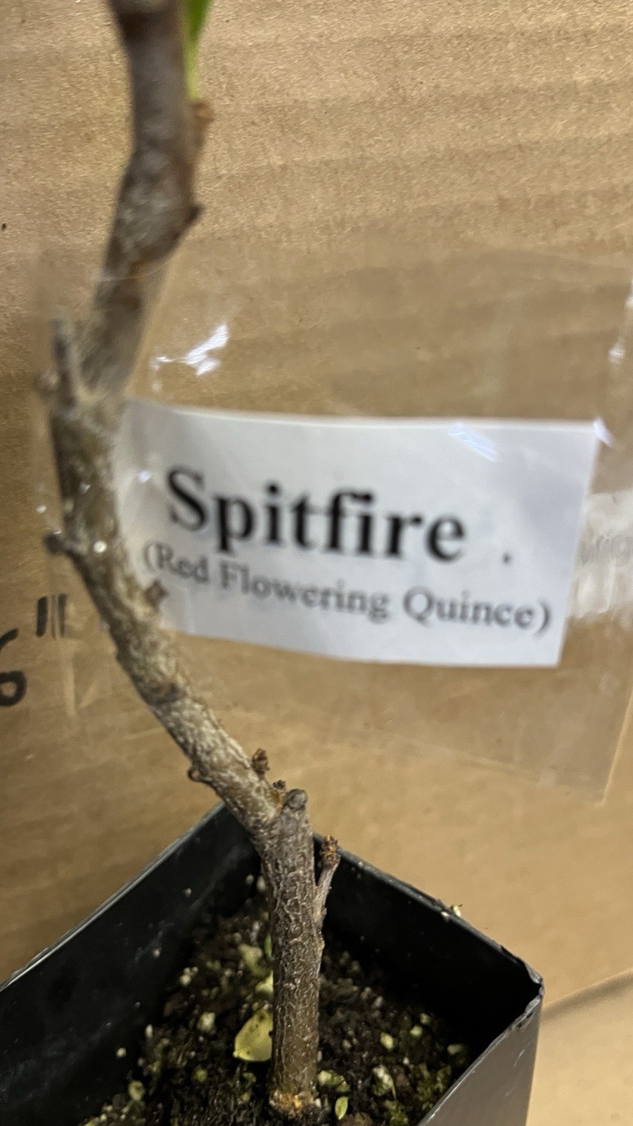 Chaenomeles Speciosa “Spitfire” (Red Flowering Quince) Plant