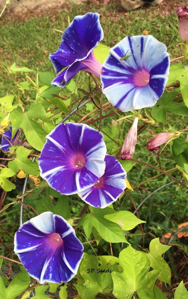 Above the Clouds – Japanese Morning Glory – ipomoea NIL – 6 seeds