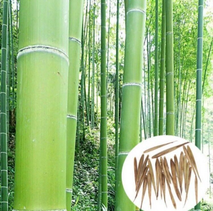 50+Giant Moso Bamboo Seeds Perennial evergreen Grows Edible Bamboo shoots USA